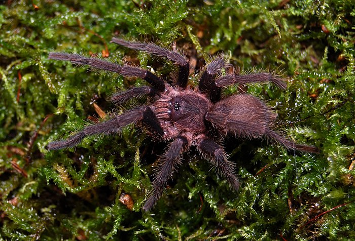 Chilobrachys nitelinus